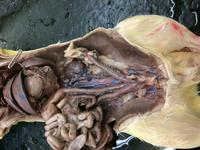 Rat - Image 03