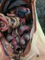 Rat - Image 05