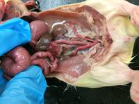 Rat - Image 06