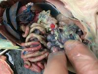 Rat - Image 07