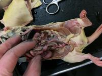 Rat - Image 08