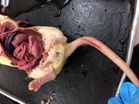 Rat - Image 09