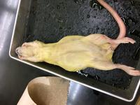 Rat - Image 10