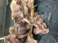 Rat - Image 11