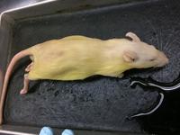 Rat - Image 12
