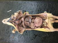 Rat - Image 13