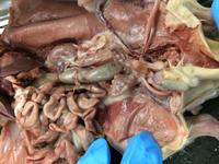 Rat - Image 15