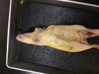 Rat - Image 16