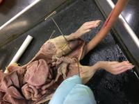 Rat - Image 18