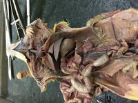 Rat - Image 17