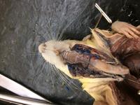 Rat - Image 19