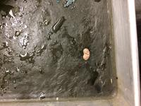 Rat - Image 20