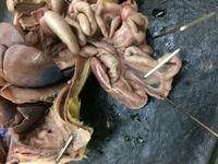 Rat - Image 21