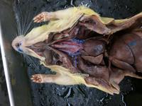 Rat - Image 22