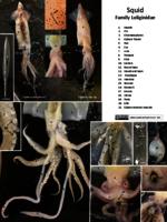 Labelled Squid - PDF