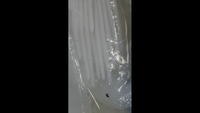 Squid - Image 01
