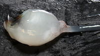 Squid - Image 03