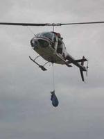 Helicopter landing at staging area with captured female big horn