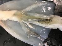 Squid - Image 07
