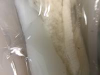 Squid - Image 08