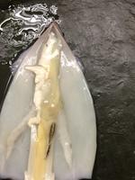 Squid - Image 10
