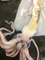 Squid - Image 11