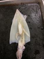Squid - Image 12