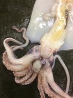 Squid - Image 13