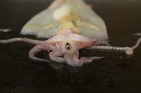 Squid - Image 15