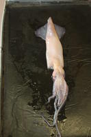 Squid - Image 16