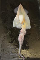 Squid - Image 17