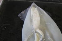 Squid - Image 18