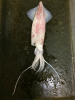 Squid - Image 19