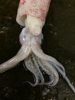 Squid - Image 20