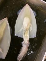 Squid - Image 21