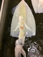 Squid - Image 22