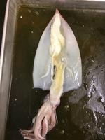 Squid - Image 23