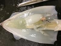 Squid - Image 24