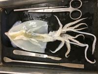 Squid - Image 25