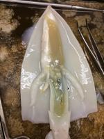 Squid - Image 26