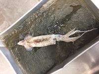 Squid - Image 27