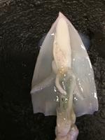 Squid - Image 28