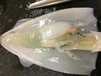 Squid - Image 29
