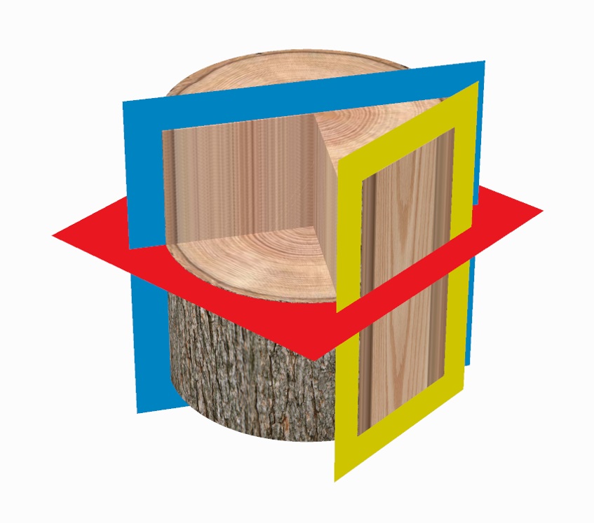 Angiosperm and Gymnosperm Wood