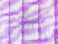 Pinus wood rls 2 4x