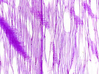 Tilia wood rls 8 10x