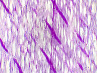 Tilia wood rls 10 4x