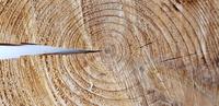 Wood piece 15