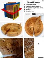 Angiosperm & gymnosperm wood PPTx
