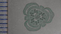 Lilum flower bud 4
